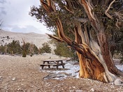 Ancient Bristlecone Pine Forest