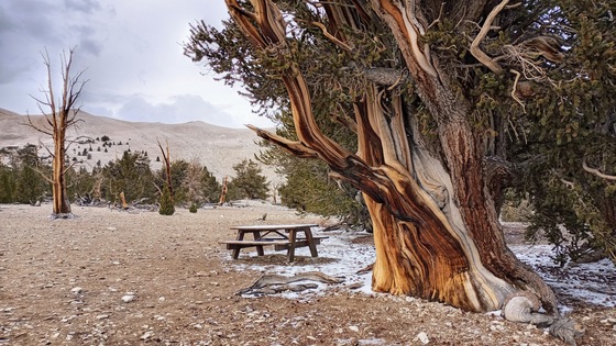 Ancient Bristlecone Pine Forest