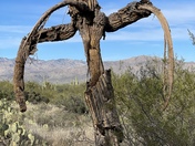 Saguaro National Park East
