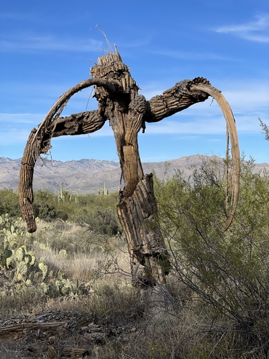 Saguaro National Park East