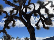 Joshua Tree National Park