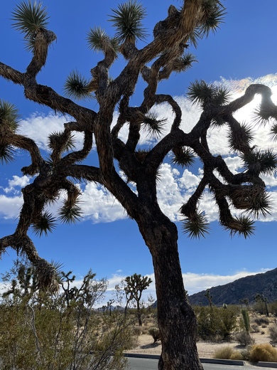 Joshua Tree National Park