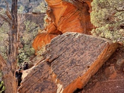 Coconino National Forest