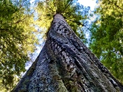 Redwood National and State Parks 