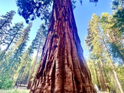 Yosemite National Park