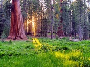 Sequoia and Kings Canyon National Park