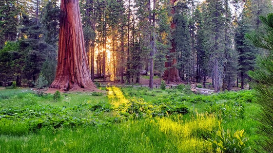 Sequoia and Kings Canyon National Park