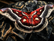Bohemian Moth
