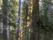 Olympic National Park