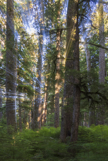 Olympic National Park