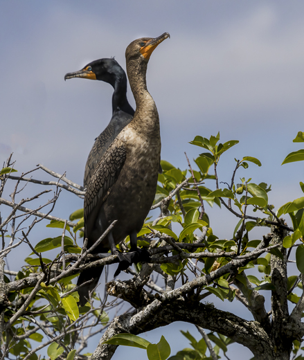 Everglades National Park