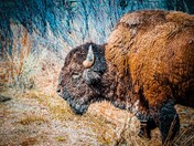 Shoshone National Forest