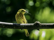 Yellow Warbler with food for young ones