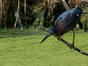 Green Heron looking for food