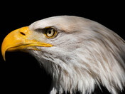 Bald Eagle in profile