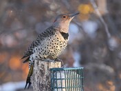 Northern Flicker