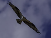 Osprey in Flight
