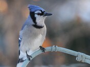 Blue Jay