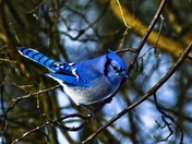 Bluejay in tree