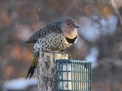 Northern Flicker