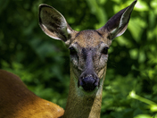 Front view of Whitetail Deer