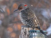 Northern Flicker