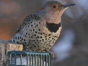 Northern Flicker