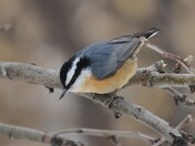 Nuthatch