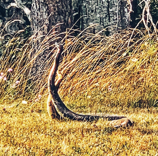 Shenandoah National Park 