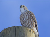 Merlin