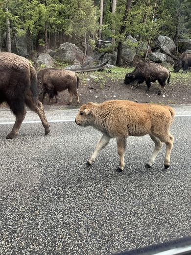 Yellowstone National Park