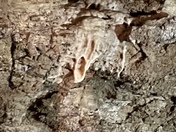 Oregon caves, national monument and preserve