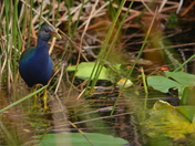 Everglades National Park Florida