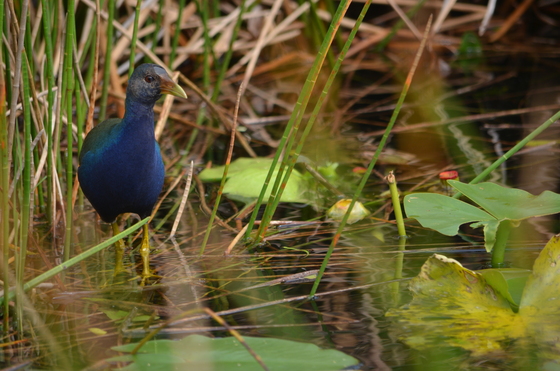 Everglades National Park Florida