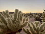 Joshua Tree National Park