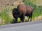 Yellowstone national park 