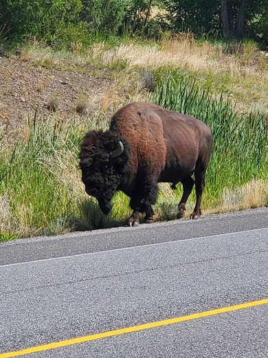 Yellowstone national park 