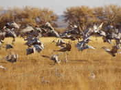 Bosque Del Apache National Wildlife Refuge
