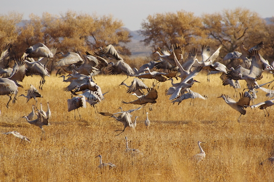 Bosque Del Apache National Wildlife Refuge