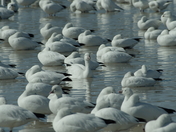 Bosque del Apache National Wildlife Refuge