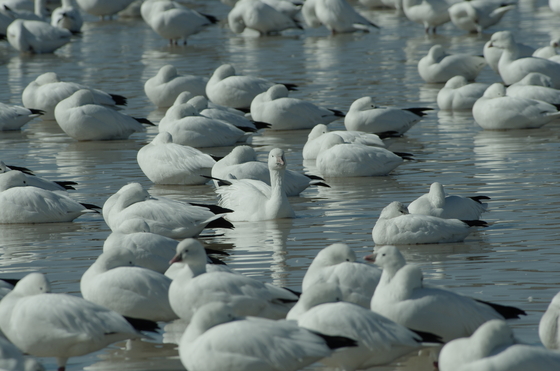Bosque del Apache National Wildlife Refuge