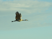 Bosque del Apache National Wildlife Refuge