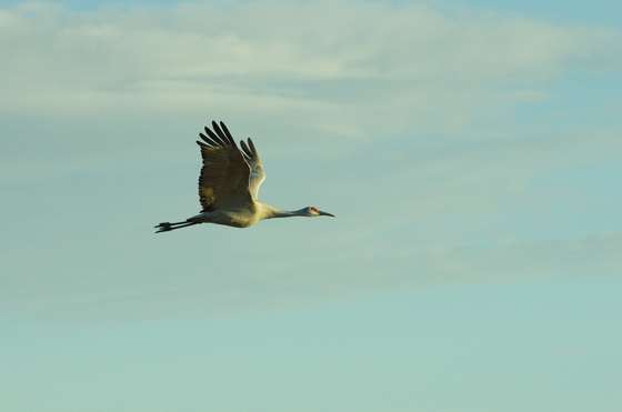 Bosque del Apache National Wildlife Refuge
