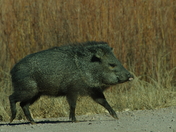 Bosque del Apache National Wildlife Refuge