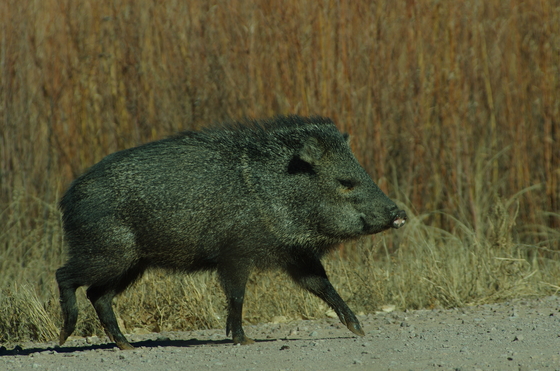 Bosque del Apache National Wildlife Refuge
