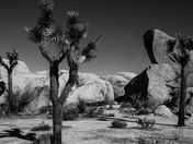 Joshua Tree National Park