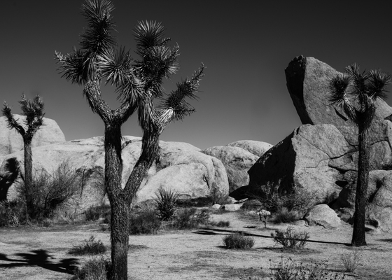 Joshua Tree National Park
