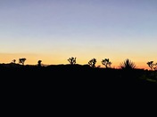 Joshua Tree National Park