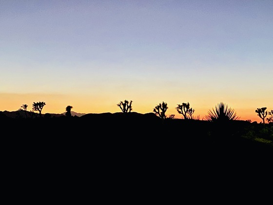 Joshua Tree National Park