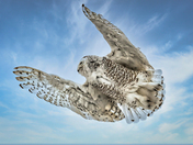 Snowy Owl in Flight
